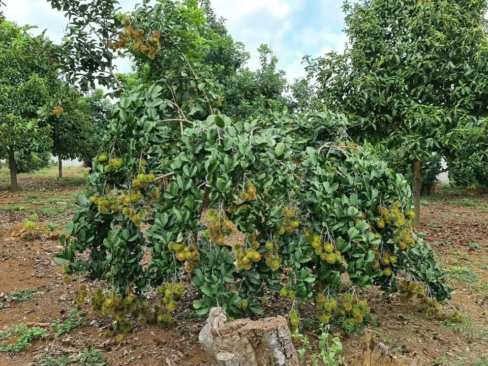 Bán đất vườn 3056m² Long Bình, Long Khánh, Đồng Nai - Ảnh thu nhỏ 5