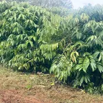 Bán đất vườn cà phê 2.2 ha ở Đắk Nông - Ảnh thu nhỏ 4