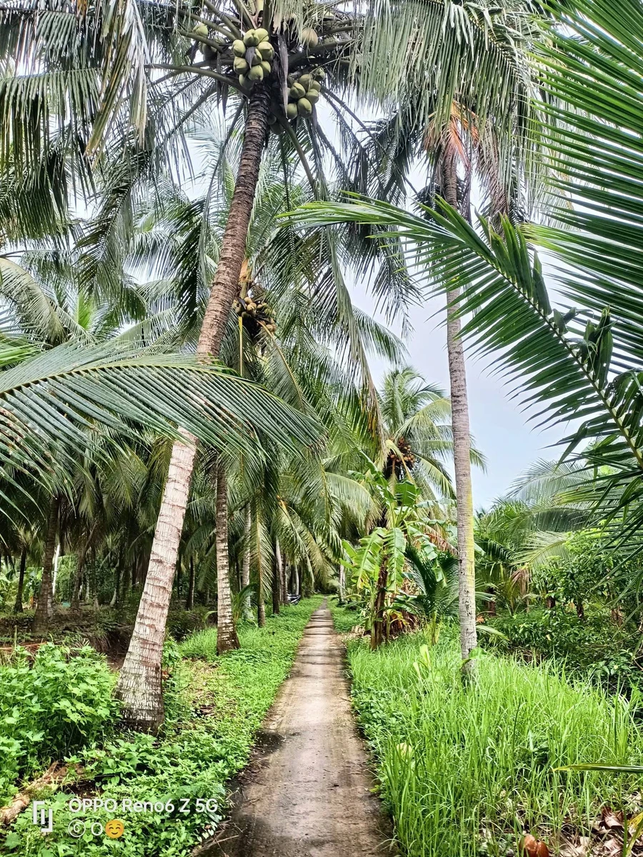 Bán đất 4 công Bến Tre, giá 510 triệu/công - Ảnh 1