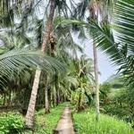 Bán đất 4 công Bến Tre, giá 510 triệu/công - Ảnh thu nhỏ 1