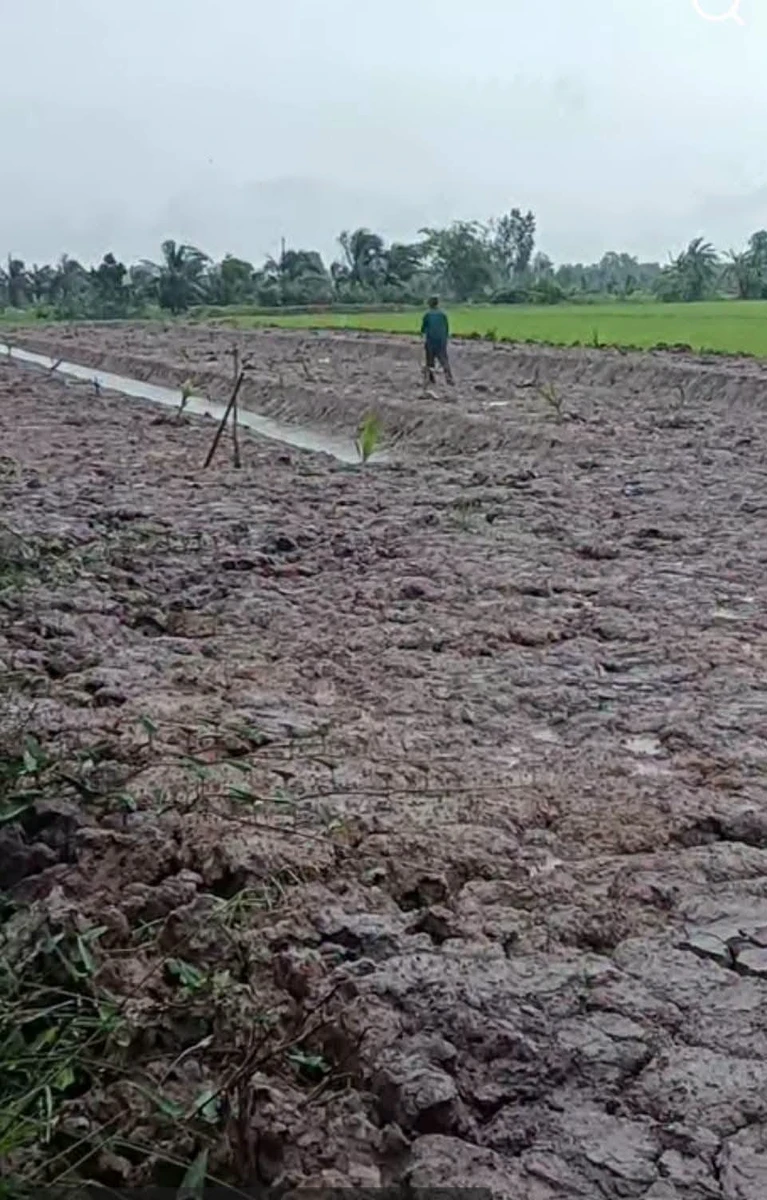 Bán đất nền 2 công tại Ba Tri, Nhà Bè - 299 triệu - Ảnh 1