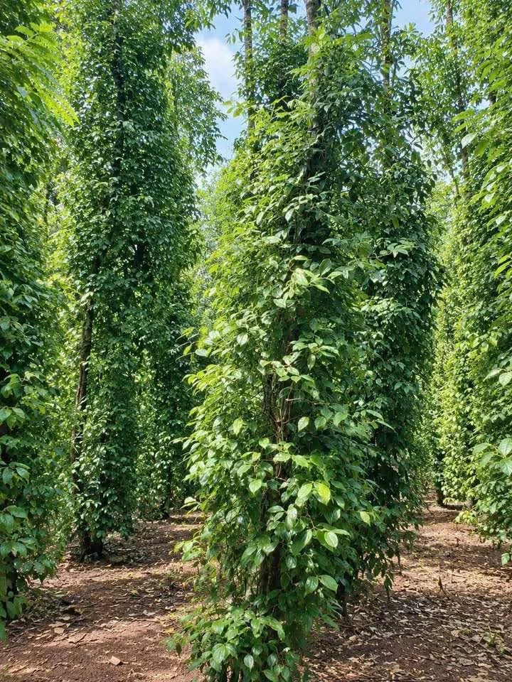 Bán nền đất 1.200 m² mặt tiền Lê Hồng Phong, Nghĩa Thành - Ảnh thu nhỏ 2