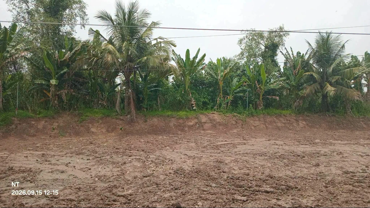 Bán đất nền 5x23m (115m²) 195 triệu, Vũng Liêm, Vĩnh Long - Ảnh thu nhỏ 2