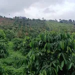 Bán đất 1ha Tuy Đức Lâm Đồng 1,3 tỷ - Ảnh thu nhỏ 4