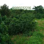 Bán đất rẫy cà phê 4.3 ha Gia Nghĩa, Đắk Nông - Ảnh thu nhỏ 3