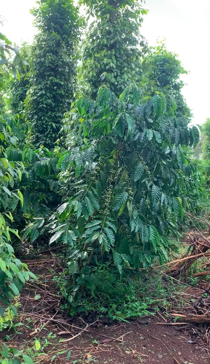 Bán 3 hectare đất sầu riêng tiêu cà điều Bình Phước 2.8 tỷ - Ảnh thu nhỏ 3