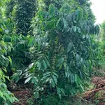 Bán 3 hectare đất sầu riêng tiêu cà điều Bình Phước 2.8 tỷ - Ảnh thu nhỏ 3