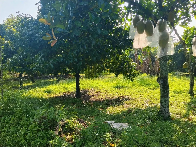 Bán đất vườn 500m² có thổ cư ở Long Khánh, Đồng Nai