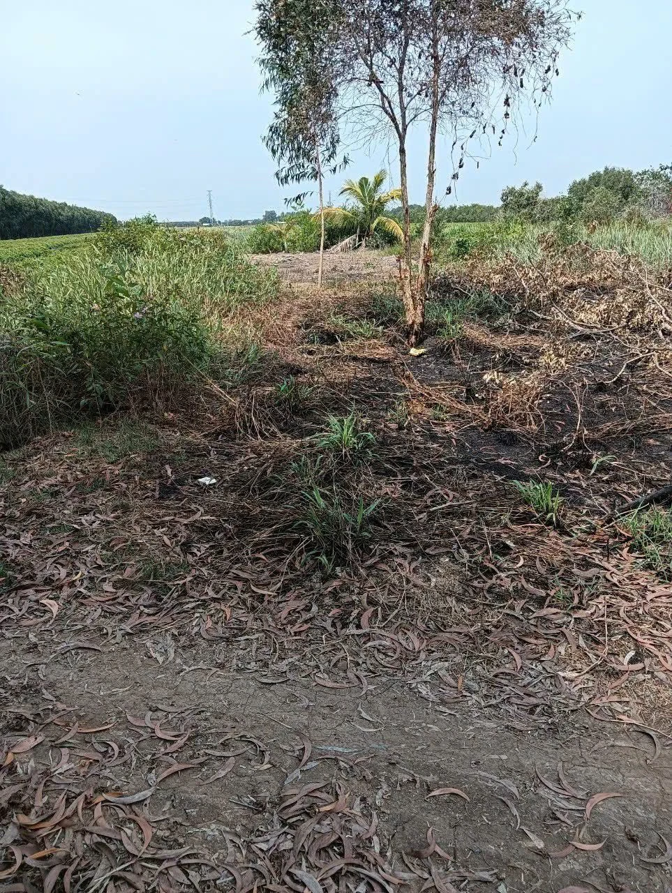 Bán đất lúc 9697m² có thổ cư 215m² Long An - Ảnh 1