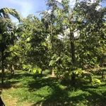 Bán vườn 2000m² góc 2 mặt tiền, Đắk Lắk - Ảnh thu nhỏ 5