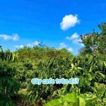 Đất nền giá rẻ tại xã Dray Bhang - Ảnh thu nhỏ 12