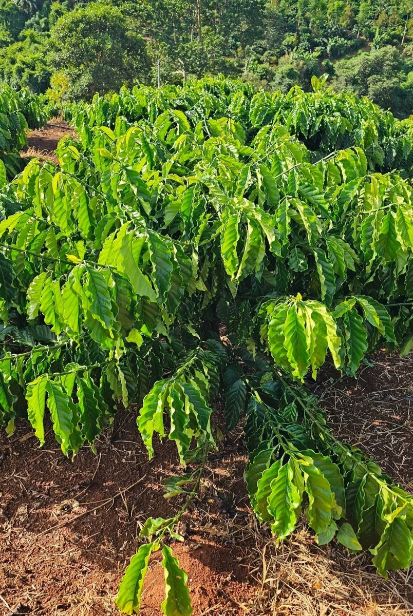 Bán 1,5 héc đất đỏ bazan tại Eapok Cưmgar, Đắk Lắk - Ảnh thu nhỏ 3