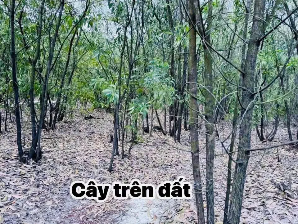Bán hơn 5ha đất trồng rừng sản xuất giá 750 triệu tại Phường Phong Thái, Huế - Ảnh thu nhỏ 2