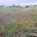 Đất đường nhựa DH3 Gò Công Đông, Tiền Giang, 1.315m2 200m2 thổ cư, tiền làm nhà vườn, giá 1,3 tỷ TL - Ảnh thu nhỏ 2