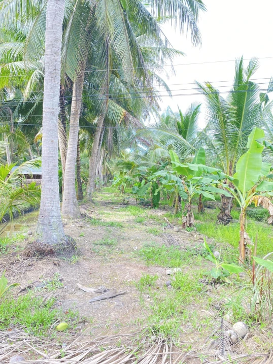 Bán đất vườn diện tích 2.635m2 - Ảnh thu nhỏ 3