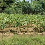 Bán nền đất 603m² xã Tân Thanh, Bến Tre 369 triệu - Ảnh thu nhỏ 2