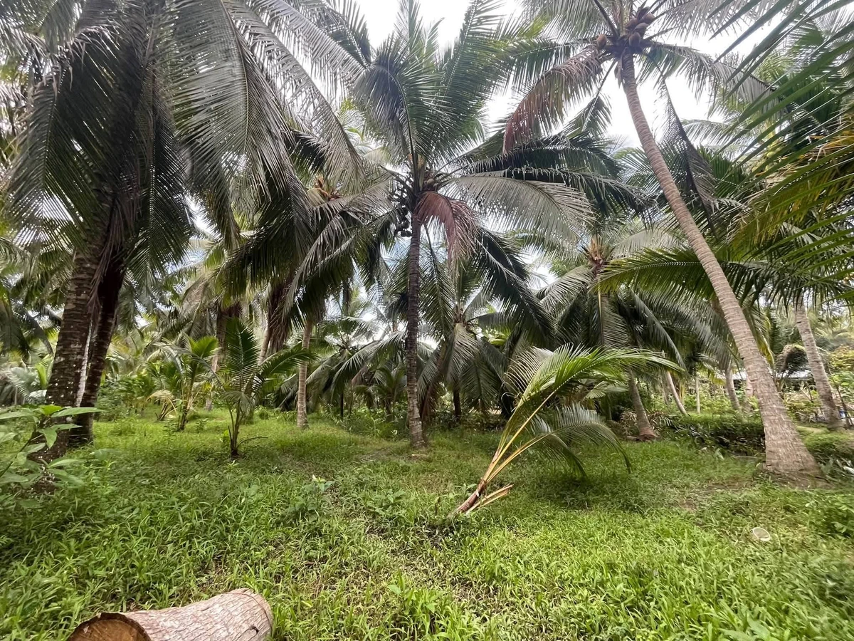 Bán đất Tân Thanh Tây 1500m², 300m thổ cư 690 tỷ - Ảnh thu nhỏ 2