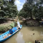 Bán 11 công đất trồng sầu riêng Cần Thơ, 400 triệu/1000m2 - Ảnh thu nhỏ 2