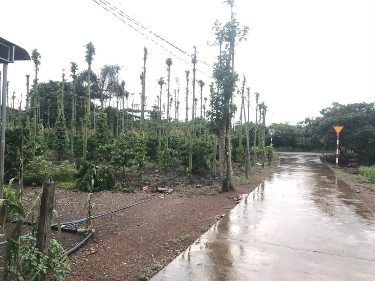 Bán đất Cẩm Mỹ Đồng Nai 5500m2 full hồng 12 tỷ - Ảnh thu nhỏ 2