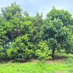 Bán đất vườn cây 500m² 2 mặt tiền Bình Lộc 890 triệu - Ảnh thu nhỏ 4