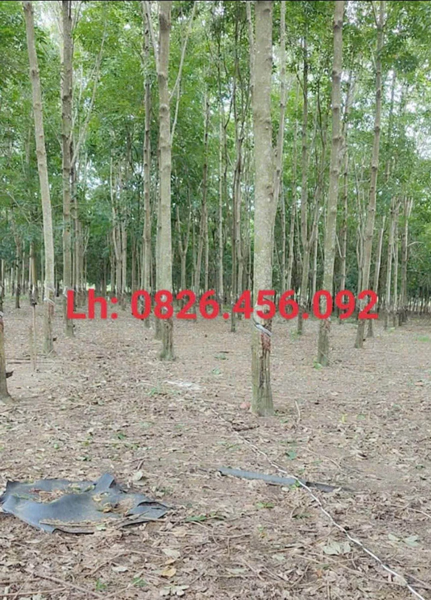 Bán 2ha đất cao su mặt tiền Củ Chi - Ảnh 1