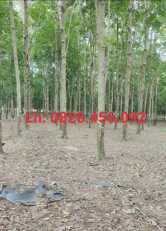 Bán 2ha đất cao su mặt tiền Củ Chi