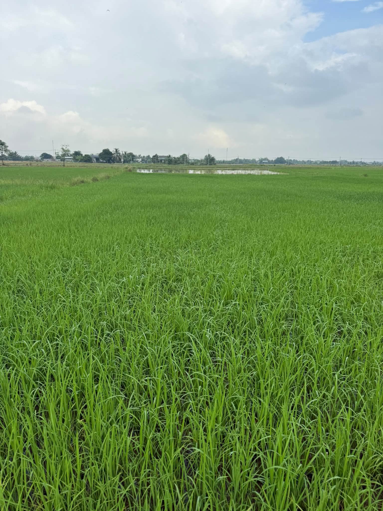 Bán đất lúa 1246 m² tại Phước Đông 450 triệu - Ảnh thu nhỏ 5