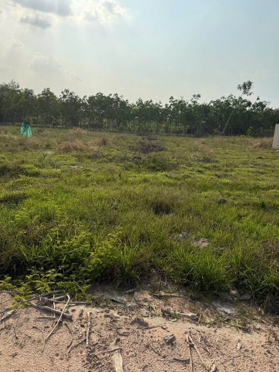 Bán đất 2500m2 tại Chánh Phú Hoà Bến Cát Bình Dương - Ảnh thu nhỏ 4