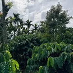 Bán đất rẫy 1,1 ha Hòa Thuận Đắk Lắk 5 tỷ 600 triệu - Ảnh thu nhỏ 2
