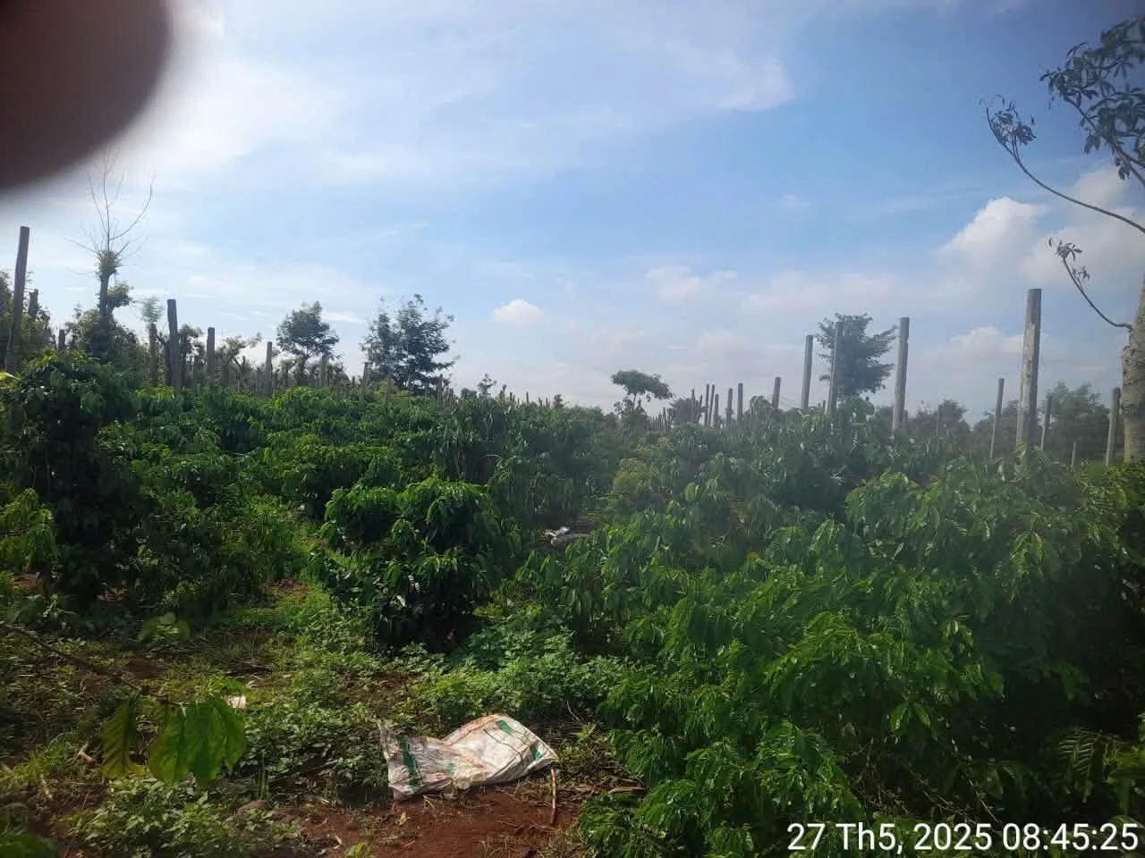 Bán lô đất cà phê 1,1ha Buôn Đôn Đắk Lắk - Ảnh 1