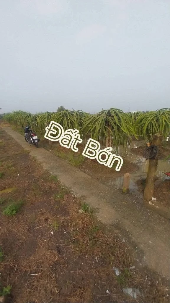 Bán đất lúa 2037m2 chuyển thổ được, 2 mặt tiền, giá 799 triệu tại Dương Xuân Hội, Châu Thành - Ảnh thu nhỏ 2