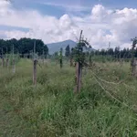 Bán đất 1 hecta Hàm Liêm, Lâm Đồng, 1 tỷ 500 triệu - Ảnh thu nhỏ 3