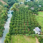 Đất bám sông Bưởi với vườn bưởi 935m² tại Tân Lạc, Hòa Bình - Ảnh thu nhỏ 2