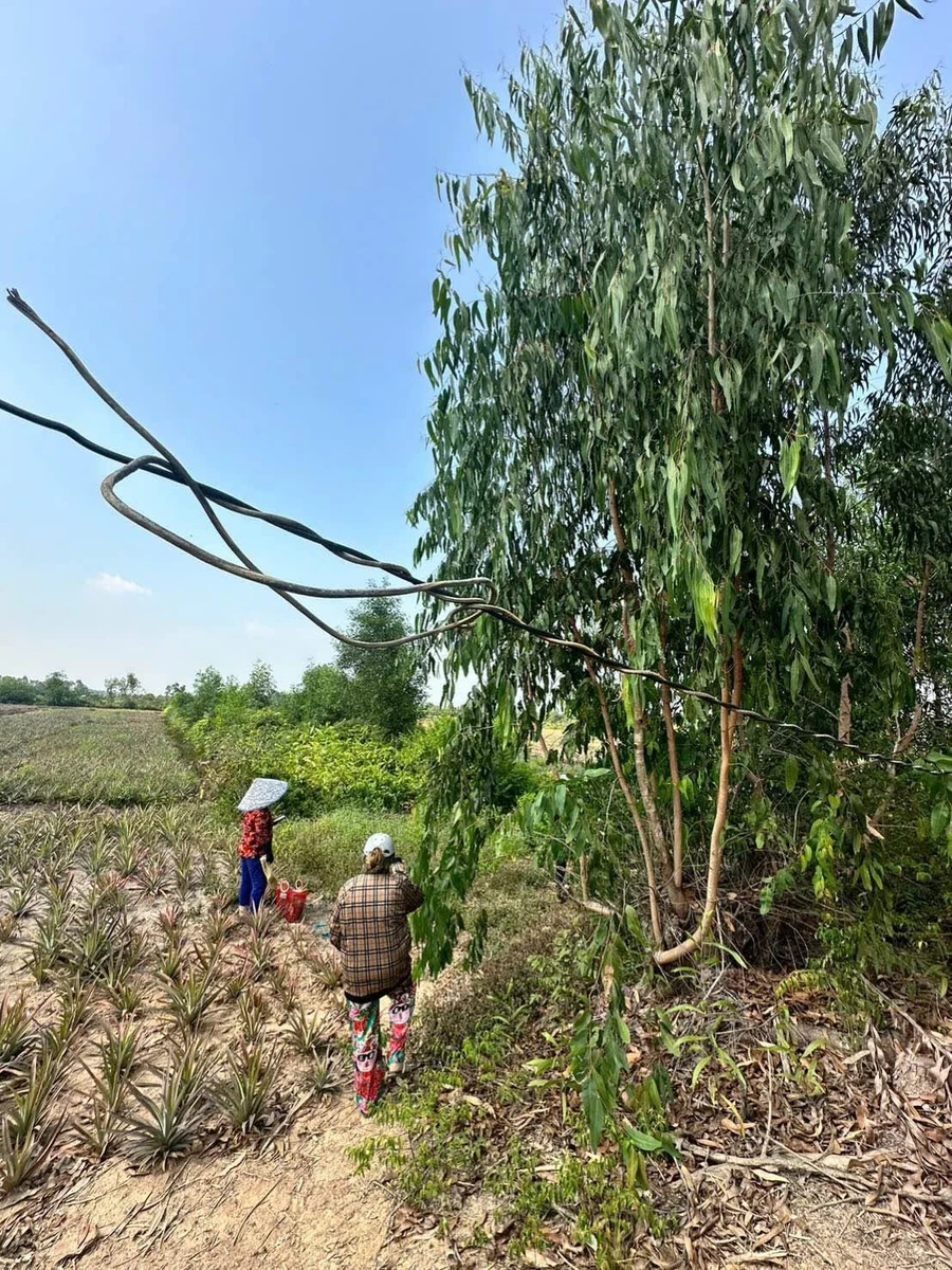 Bán đất vườn 1.369m2 mặt tiền QL N2, Bến Lức, Long An - Ảnh thu nhỏ 4