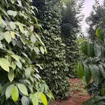 Bán đất 1.6ha mặt đường lớn Cần Giờ 2.65 tỷ - Ảnh thu nhỏ 2