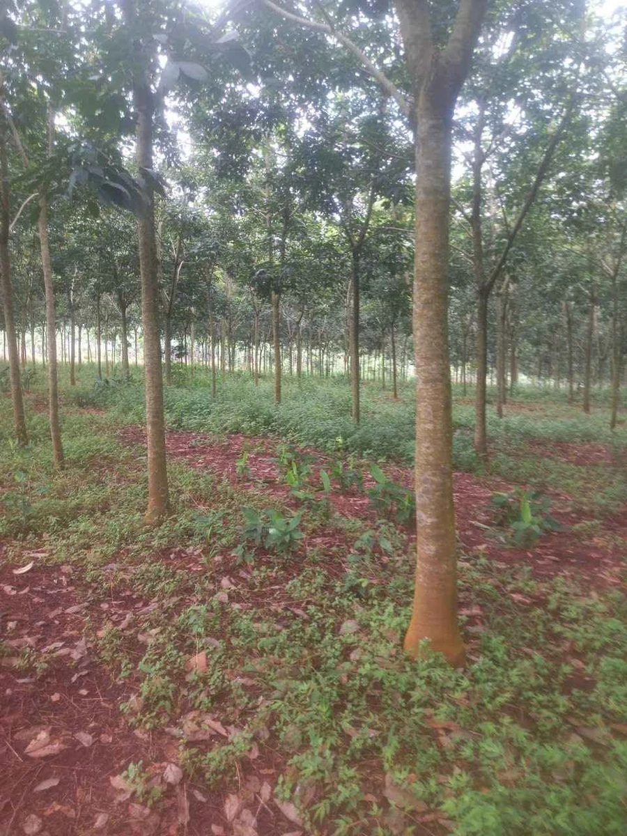 Bán cao su 2,4 ha tại Đồng Phú, Bình Phước - Ảnh thu nhỏ 2