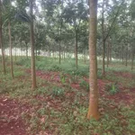 Bán cao su 2,4 ha tại Đồng Phú, Bình Phước - Ảnh thu nhỏ 2