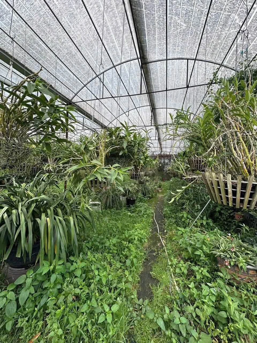 Bán đất 2100m² 2 mặt tiền Hùng Vương Đà Lạt - Ảnh thu nhỏ 5