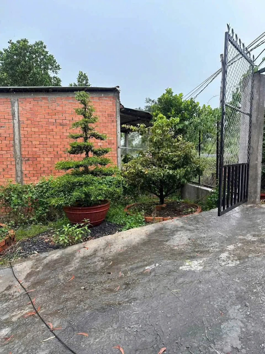 Bán đất vườn 1.000m² giáp sông Rạch Chiếc 1 tỷ 150 triệu Bến Lức - Ảnh thu nhỏ 4