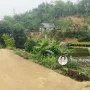 Chính chủ bán đất 2 mặt tiền P. Cam Đường - Diện tích 343,2m² - Giá 2,5 tỷ - Ảnh thu nhỏ 6