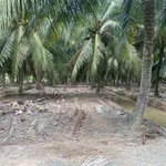 Bán gấp 2000m² đất vườn Chợ Gạo 520 triệu - Ảnh thu nhỏ 2