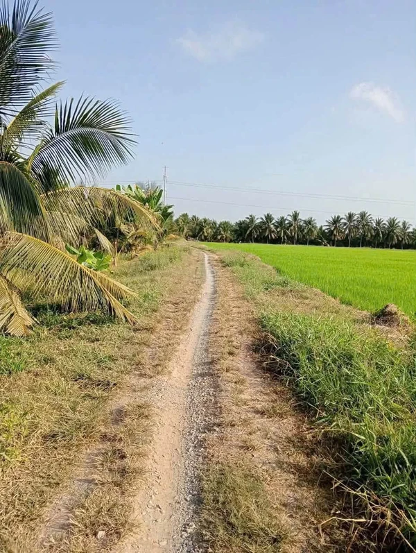 Bán vườn dừa 8 công ở Tân Mỹ, Ba Trị