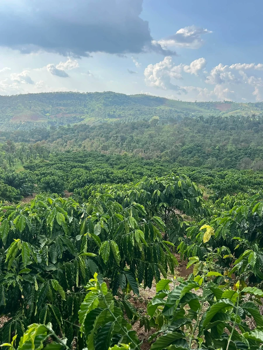 Bán đất 3ha sổ đủ, Tân Phú, Hồ Chí Minh - 4 tỷ 5 - Ảnh thu nhỏ 5