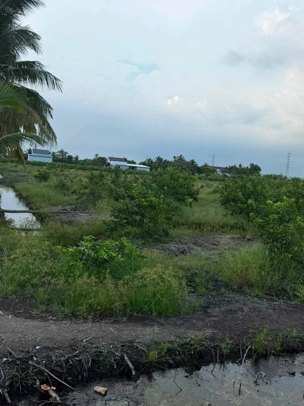 Bán đất vườn 1000m² Tân Thành Thủ Thừa Long An