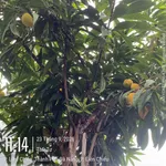 Bán đất 100m2 Vân Dương Hoà Liên Đà Nẵng - Ảnh thu nhỏ 2