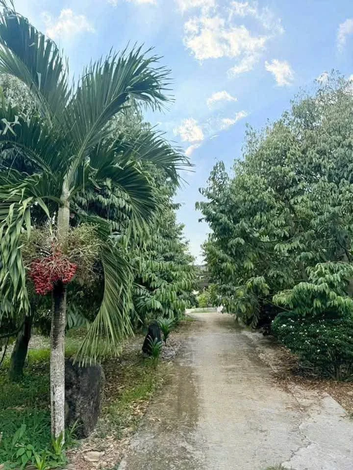Bán 9 sào vườn Phú Xuân, Đồng Nai, 4,6 tỷ, SHR - Ảnh thu nhỏ 2