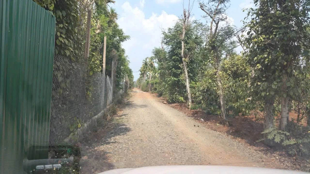 Bán đất sầu riêng 2,01 ha Hoà Thuận, Long An - Ảnh thu nhỏ 2