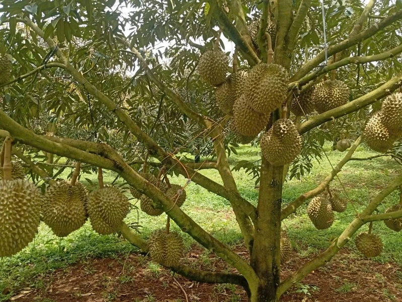Bán rẫy sầu riêng 7,3 ha xã Quãng Sơn Đắk Nông, 15 tỷ
