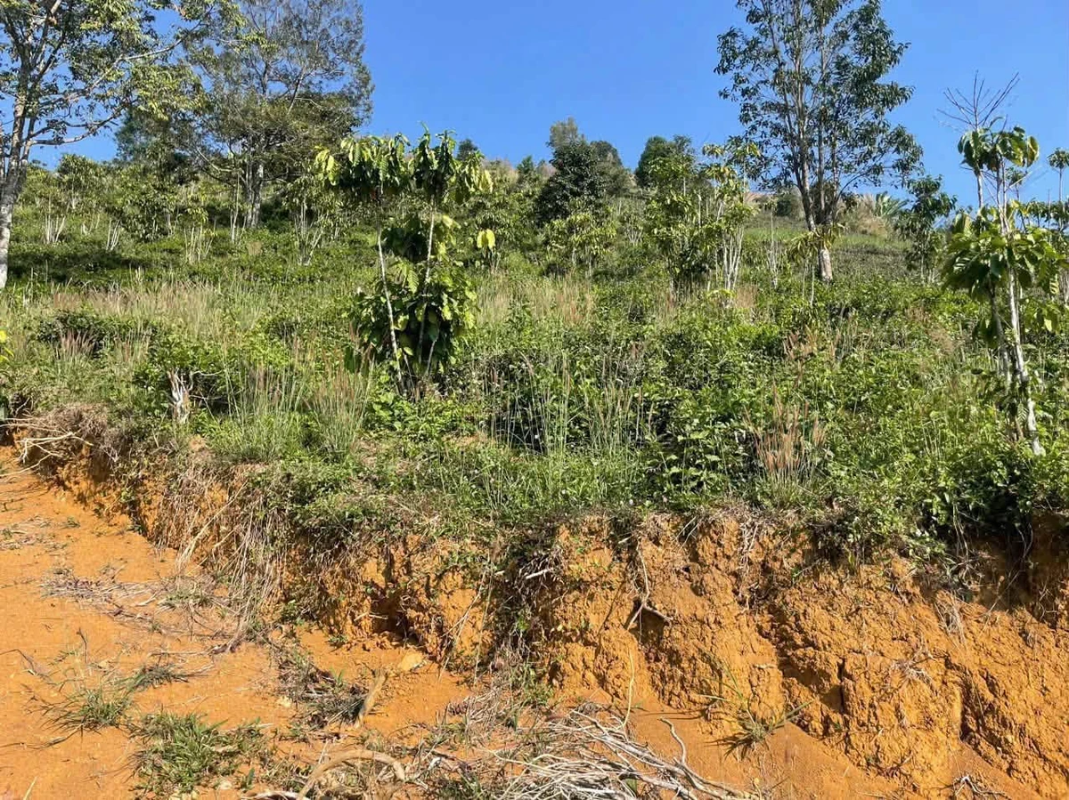 Bán đất trồng cà phê chè 6300m2, giá 1,32 tỷ - Ảnh thu nhỏ 5