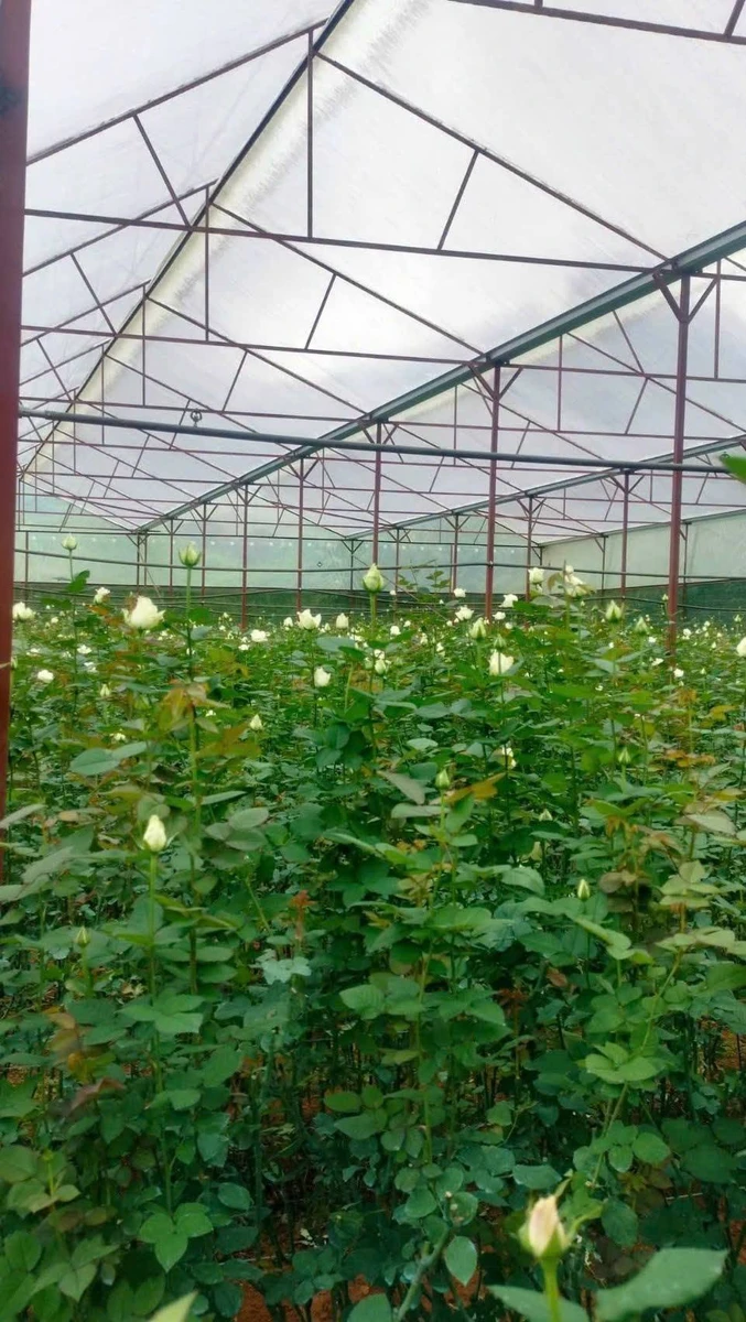 Bán 9 sào đất nông nghiệp có nhà lồng tại Đà Lạt 9000m2 - Ảnh thu nhỏ 2